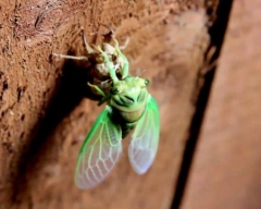 Cicada Molting - Nature Video